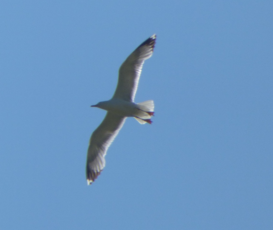 Gabbiani reali  zampe rosse:  cfr. gabbiano reale nordico (Larus argentatus)